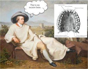 Goethe and the incisive bone