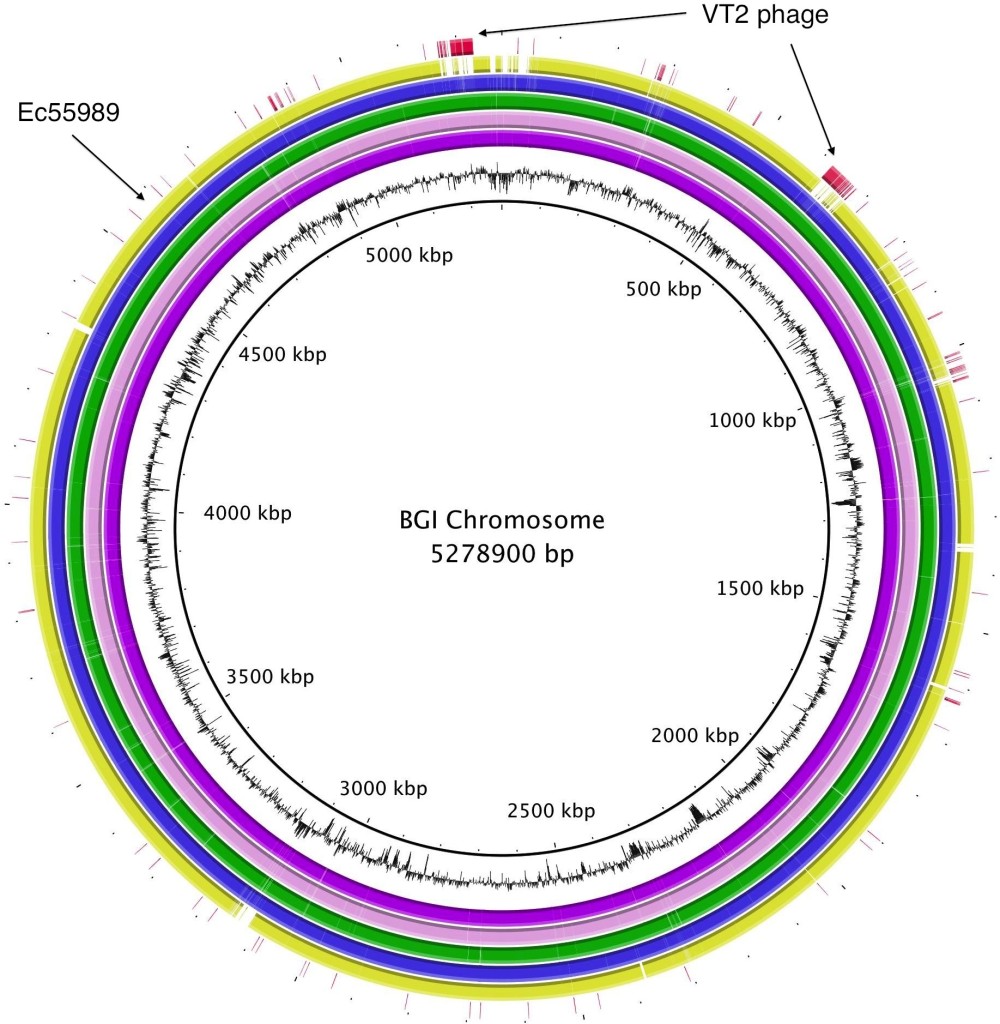 The BGI sequenced chromosome of the German E.coli outbreak strain.